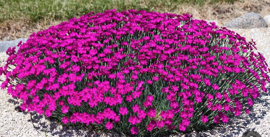 Dianthus Alpinus