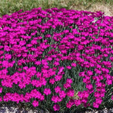 Dianthus Alpinus