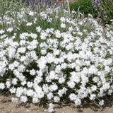 Dianthus Arenarius Froebelii