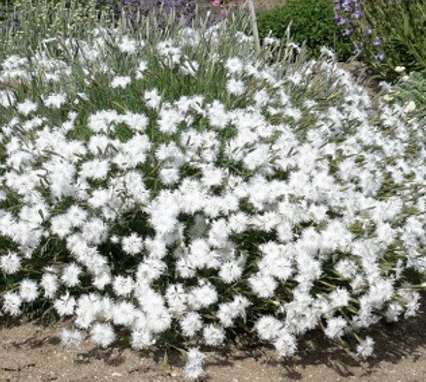Dianthus Arenarius Froebelii