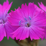 Dianthus Carthusianorum