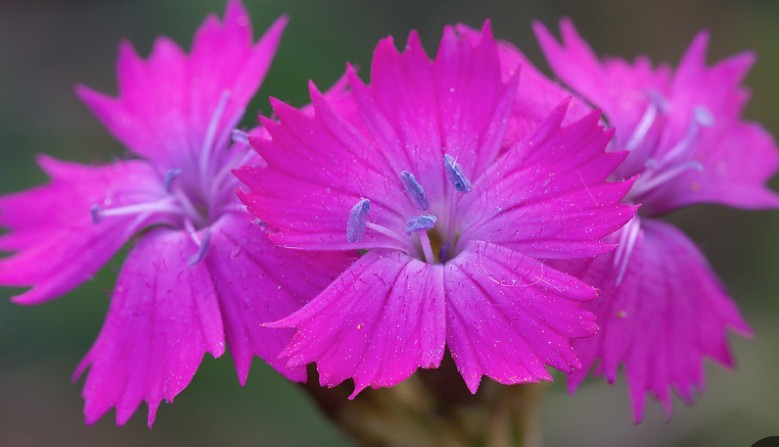 Dianthus Carthusianorum
