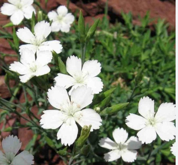 Dianthus Deltoides Albus