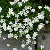 Dianthus Deltoides Albus