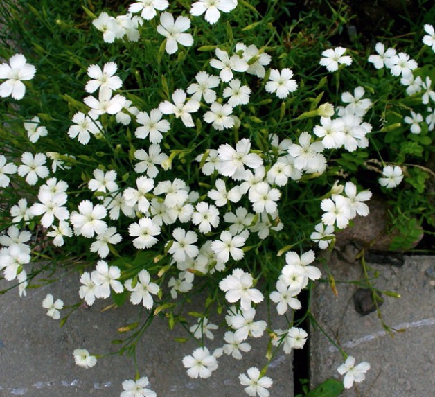 Dianthus Deltoides Albus