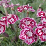 Dianthus Gratianapolitanus Jane Austen