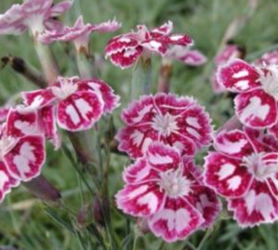 Dianthus Gratianapolitanus Jane Austen
