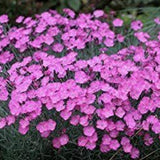 Dianthus Gratianapolitanus Pink Jewel