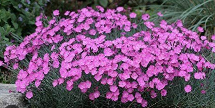 Dianthus Gratianapolitanus Pink Jewel