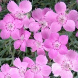 Dianthus Gratianapolitanus Blauigel