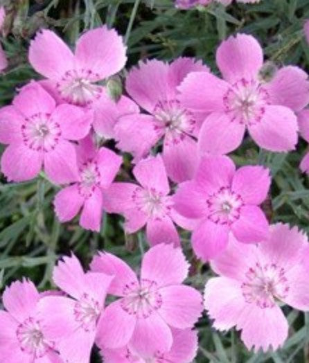Dianthus Gratianapolitanus Blauigel