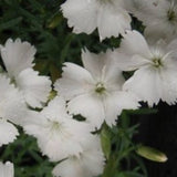 Dianthus Gratianapolitanus la bourbille alba