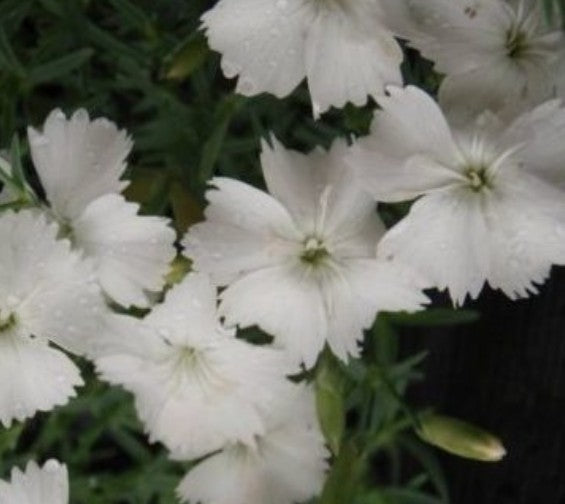 Dianthus Gratianapolitanus la bourbille alba