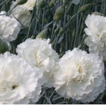 Dianthus Plumarius Haytor White