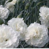 Dianthus Plumarius Haytor White