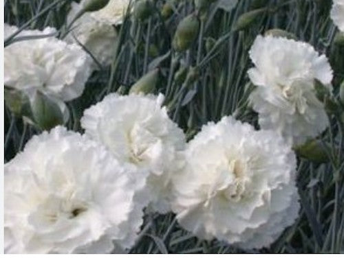 Dianthus Plumarius Haytor White