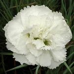 Dianthus Plumarius Haytor White