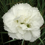 Dianthus Plumarius Haytor White