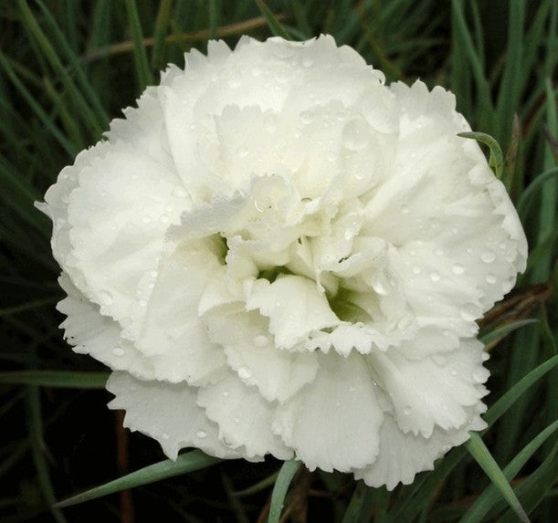 Dianthus Plumarius Haytor White