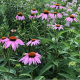 Echinacea purp. 'Magnus' v.9