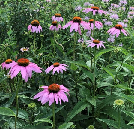 Echinacea purp. 'Magnus' v.9
