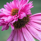 Echinacea Purpurea doppeldecker