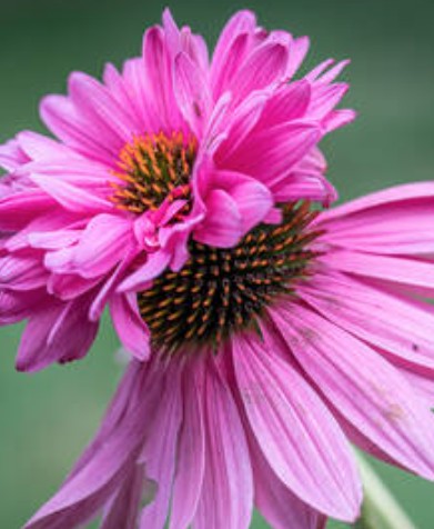 Echinacea Purpurea doppeldecker