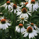 Echinacea Purpurea alba v. 9