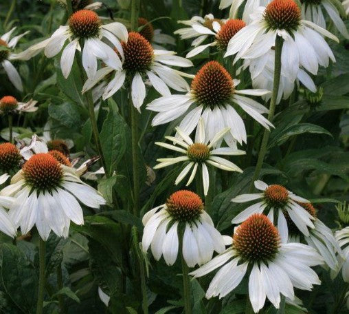 Echinacea Purpurea alba v. 9