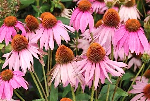Echinacea Angustifolia