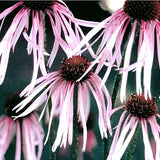 Echinacea Pallida Hula Dancer