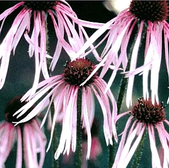 Echinacea Pallida Hula Dancer
