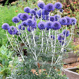 Echinops Ritro Blue Globe