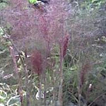 Foeniculum Vulgare purpureum v 9.