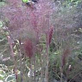 Foeniculum Vulgare purpureum v 9.