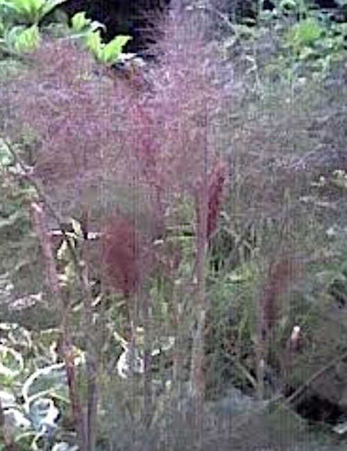 Foeniculum Vulgare purpureum v 9.