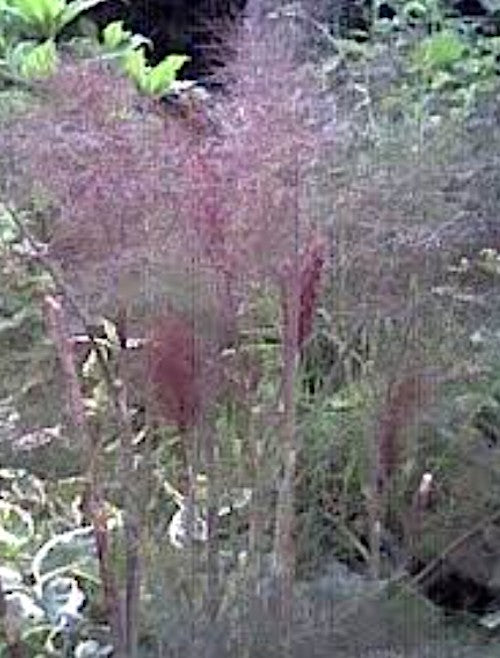 Foeniculum Vulgare purpureum v 9.