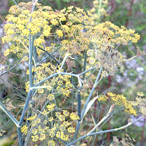 Foeniculum Vulgare purpureum v 9.