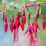 Fuchsia Magellanica v.9