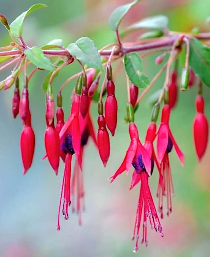 Fuchsia Magellanica v.9