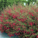 Fuchsia Magellanica v.9