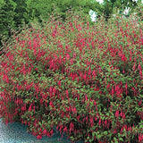 Fuchsia Magellanica v.9
