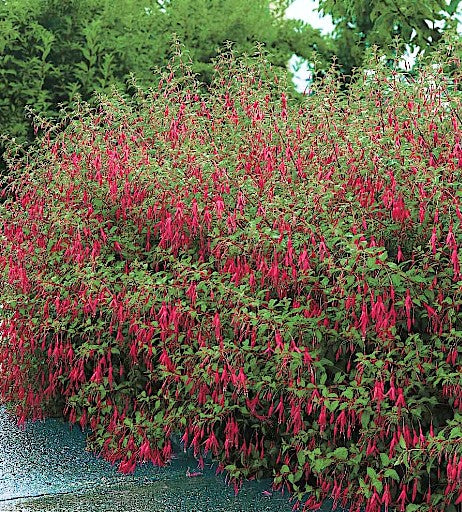 Fuchsia Magellanica v.9