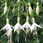 Fuchsia Magellanica alba