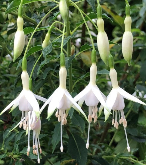 Fuchsia Magellanica alba