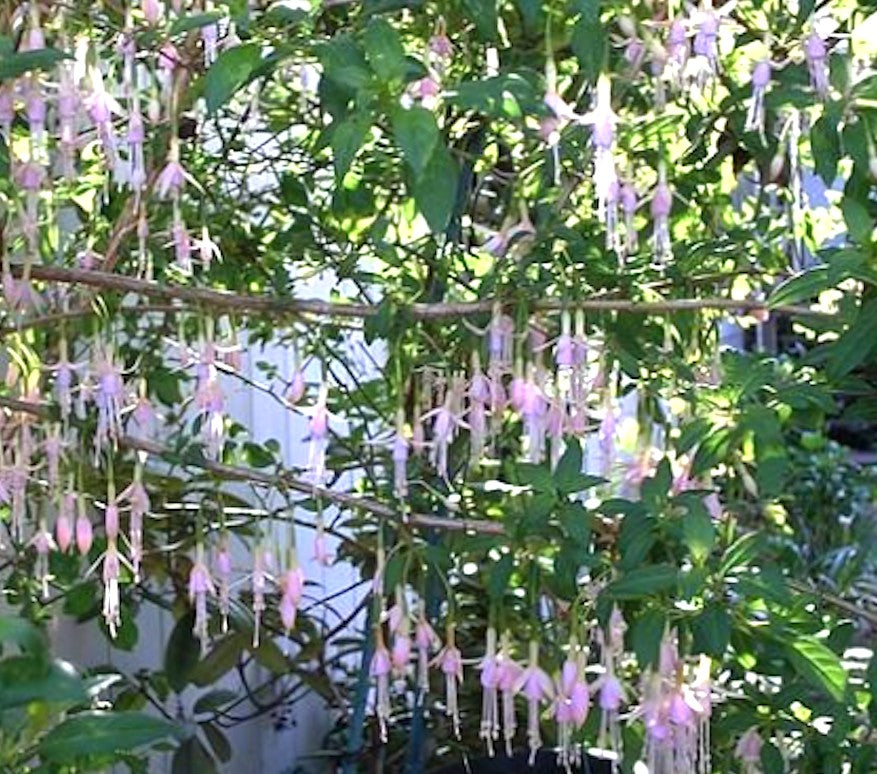 Fuchsia Magellanica alba