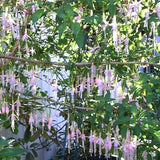 Fuchsia Magellanica alba