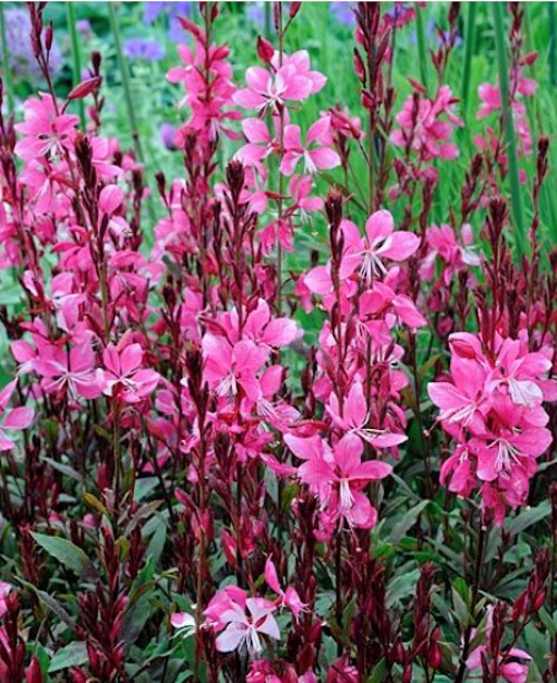 Gaura lindheimeri 'Ruby Ruby