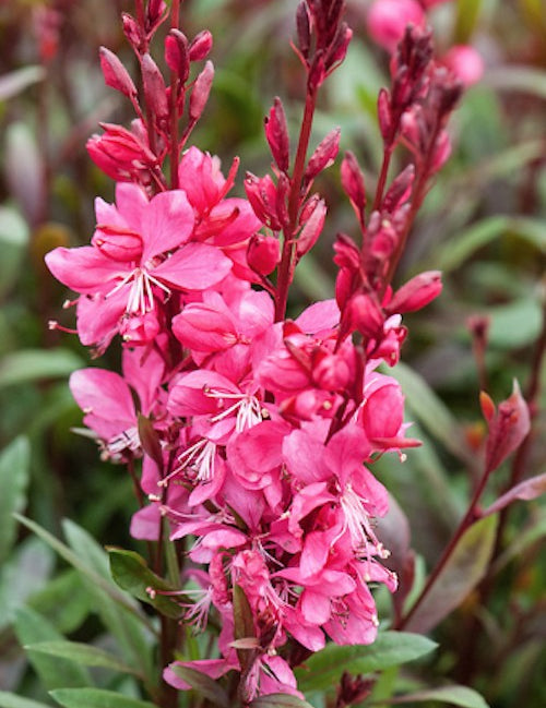 Gaura lindheimeri 'Ruby Ruby