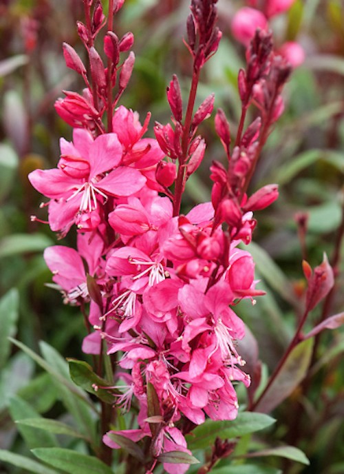 Gaura lindheimeri 'Ruby Ruby